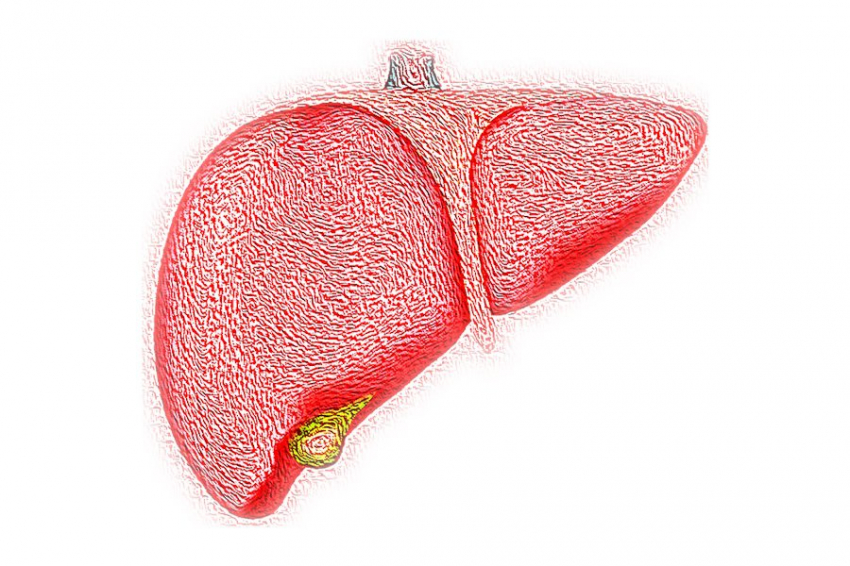 eGastroenterology: иммунные клетки MoMF играют центральную роль в регенерации печени