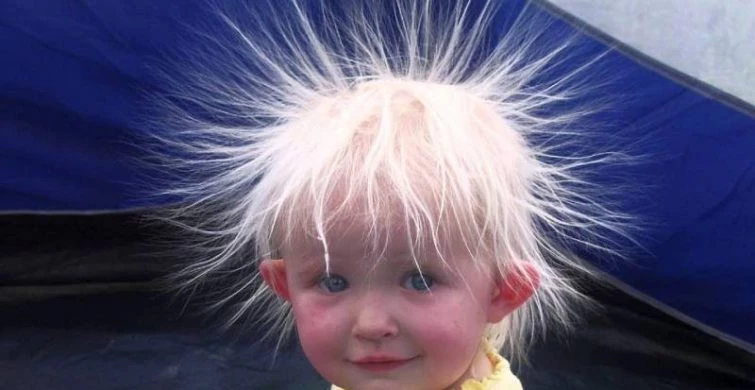 День лохматых отмечают 16 декабря: интересные факты