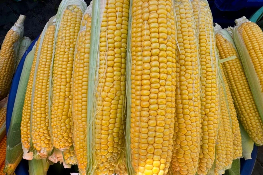 Врач Продеус назвал продукт, который снижает риск развития рака печени, легких и груди