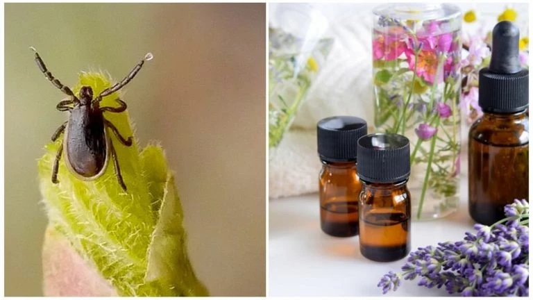 Копеечная защита: какой запах ненавидят клещи, и он защищает в 100 раз лучше популярных аэрозолей