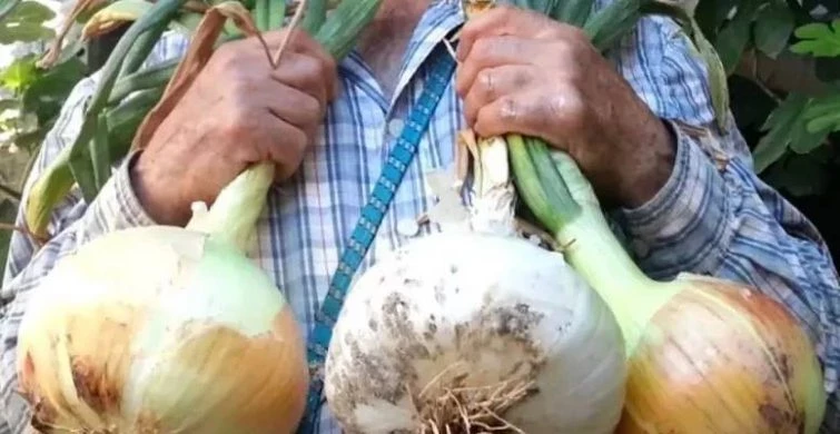 Традиции Дня Луки 5 мая 2025 года уходят своими корнями в глубокую древность