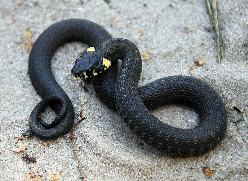 Как с первого взгляда понять, уж или ядовитая гадюка перед вами, на что нужно смотреть