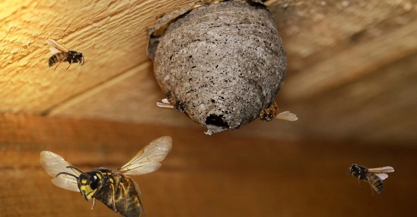 Почему появляются осы в квартире, доме, на даче, и как от них избавиться