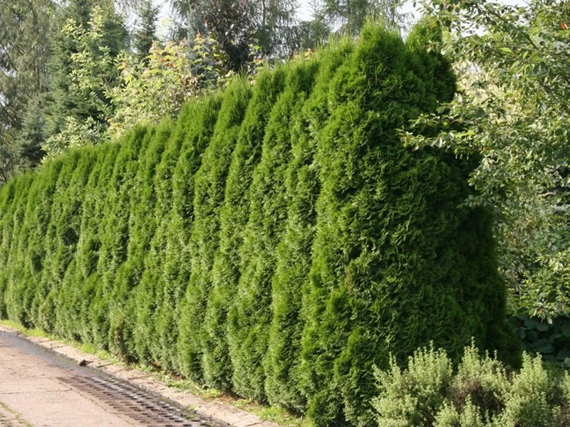 По какой причине тую считают деревом смерти: страшные приметы