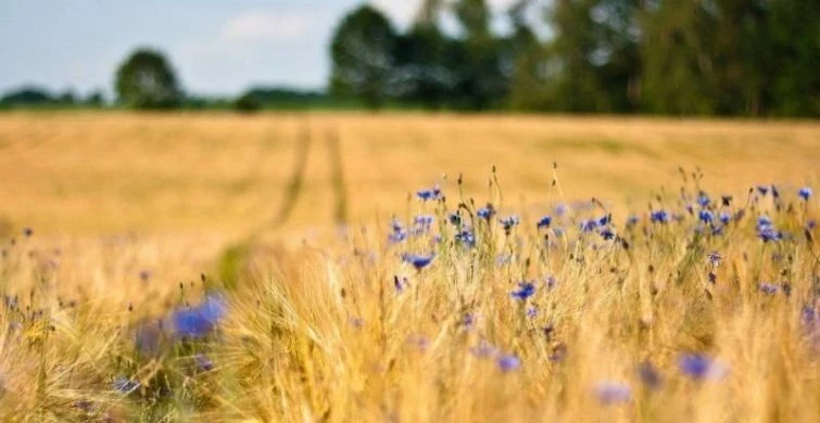 Христианско-народный праздник 27 июля 2025 года: важные дела и запреты по приметам