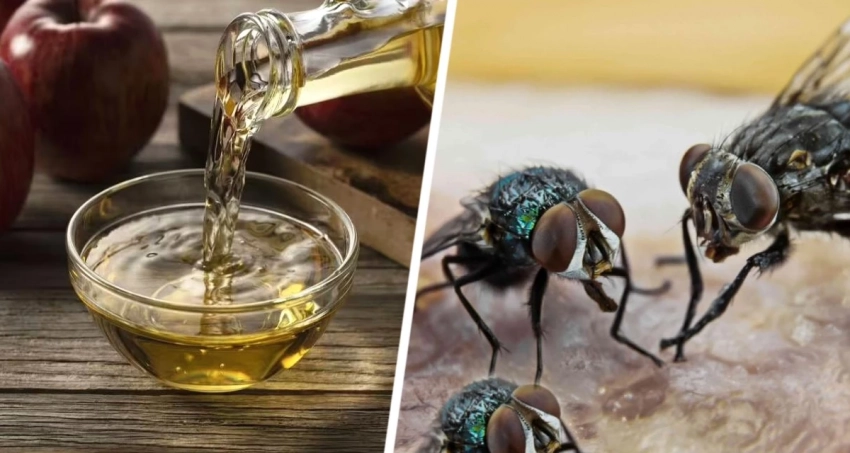 Без агрессивной химии: какой запах ненавидят мухи