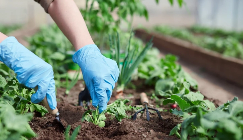 Успеют порадовать всходами: какие культуры посеять на даче до 15 августа